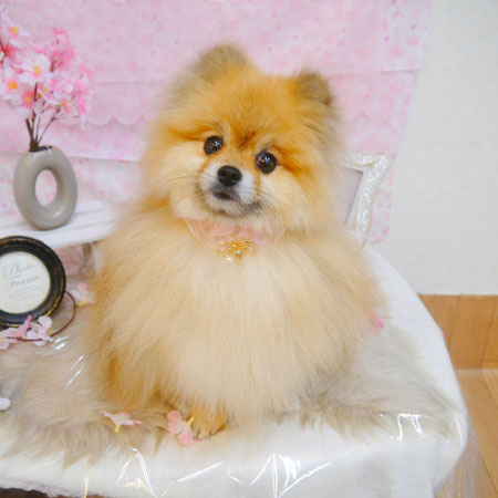 【池下店】2024年4月8日のワンちゃん達♪