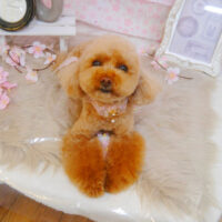 【池下店】2024年4月11日のワンちゃん達♪