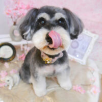 【池下店】2024年4月12日のワンちゃん達♪