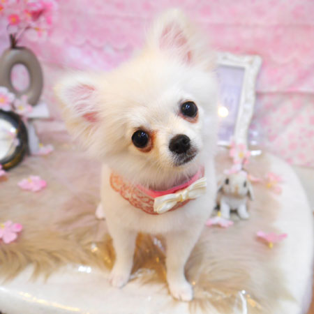 【池下店】2024年4月15日のワンちゃん達♪