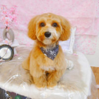 【池下店】2024年4月18日のワンちゃん達♪