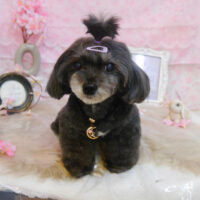 【池下店】2024年4月19日のワンちゃん達♪