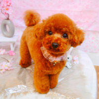 【池下店】2024年4月20日のワンちゃん達♪