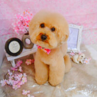 【池下店】2024年4月21日のワンちゃん達♪