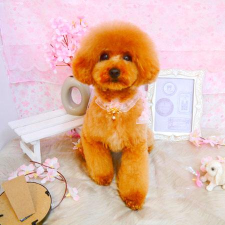 【池下店】2024年4月22日のワンちゃん達♪