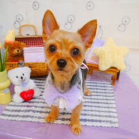 【池下店】2024年4月25日のワンちゃん達♪