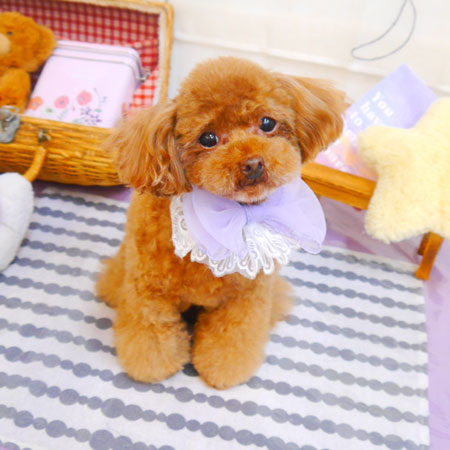 【池下店】2024年4月26日のワンちゃん達♪