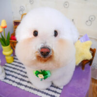 【池下店】2024年4月28日のワンちゃん達♪