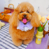 【池下店】2024年4月29日のワンちゃん達♪