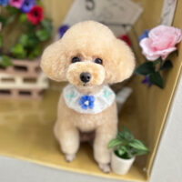 【本店】2024年5月11日のワンちゃん達♪