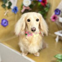 【本店】2024年5月12日のワンちゃん達♪