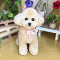 【本店】2024年5月27日のワンちゃん達♪