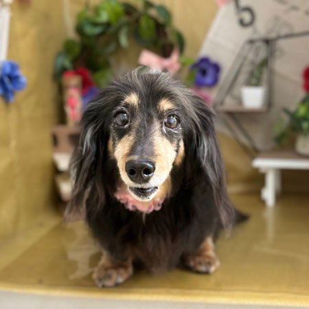 【本店】2024年5月4日のワンちゃん達♪