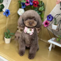 【本店】2024年5月16日のワンちゃん達♪