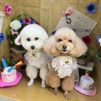 【本店】2024年5月17日のワンちゃん達♪