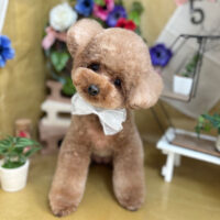 【本店】2024年5月19日のワンちゃん達♪