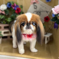 【本店】2024年5月20日のワンちゃん達♪