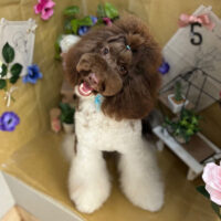 【本店】2024年5月25日のワンちゃん達♪