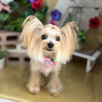 【本店】2024年5月26日のワンちゃん達♪