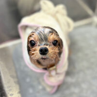 【本店】2024年5月29日のワンちゃん達♪