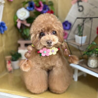 【本店】2024年5月31日のワンちゃん達♪