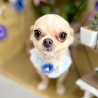 【本店】2024年5月18日のワンちゃん達♪