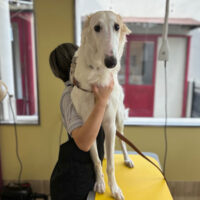 【本店】2024年5月24日のワンちゃん達♪