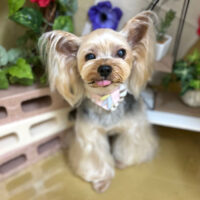 【本店】2024年5月30日のワンちゃん達♪