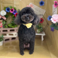 【本店】2024年5月2日のワンちゃん達♪