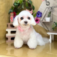 【本店】2024年5月5日のワンちゃん達♪