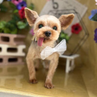 【本店】2024年5月9日のワンちゃん達♪