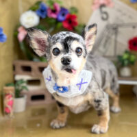 【本店】2024年5月10日のワンちゃん達♪