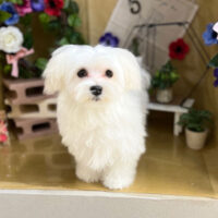 【本店】2024年5月13日のワンちゃん達♪