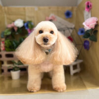 【本店】2024年5月22日のワンちゃん達♪