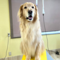 【本店】2024年5月23日のワンちゃん達♪