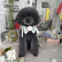 【山手店】2024年5月2日のワンちゃん達♪