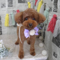 【山手店】2024年5月4日のワンちゃん達♪