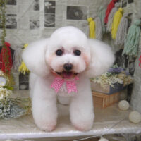 【山手店】2024年5月5日のワンちゃん達♪