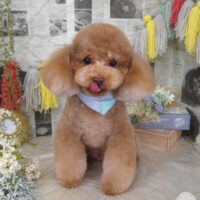 【山手店】2024年5月11日のワンちゃん達♪