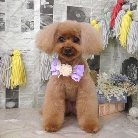 【山手店】2024年5月12日のワンちゃん達♪