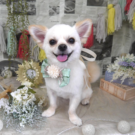 【山手店】2024年5月13日のワンちゃん達♪