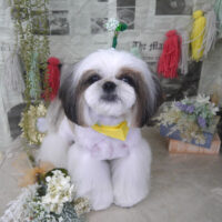 【山手店】2024年5月17日のワンちゃん達♪