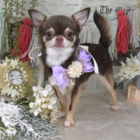 【山手店】2024年5月20日のワンちゃん達♪