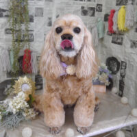 【山手店】2024年5月24日のワンちゃん達♪