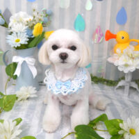 【山手店】2024年5月26日のワンちゃん達♪