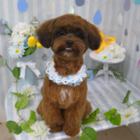 【山手店】2024年5月27日のワンちゃん達♪