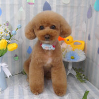 【山手店】2024年5月30日のワンちゃん達♪