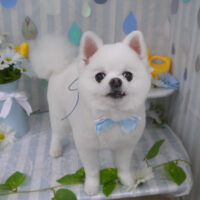 【山手店】2024年5月31日のワンちゃん達♪