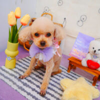 【池下店】2024年5月2日のワンちゃん達♪