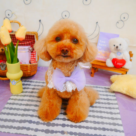 【池下店】2024年5月4日のワンちゃん達♪